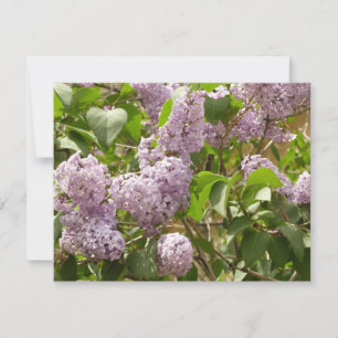 Cartão Lilac Bush Lindas Flores de primavera Roxas