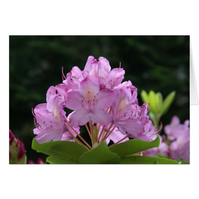 Cartão Lilac Rhododendron (Frente Horizontal)
