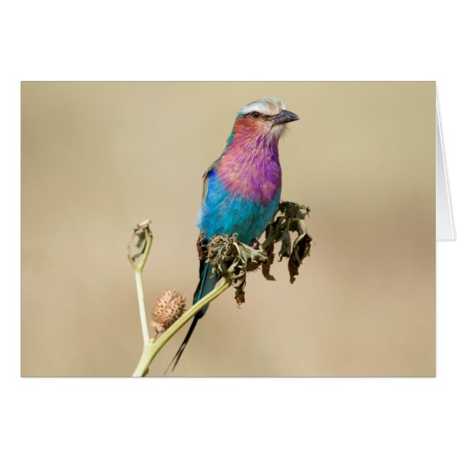 Cartão Lilac rolo torrado (Frente Horizontal)