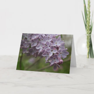 Cartão Lilac (Syringa spp.)