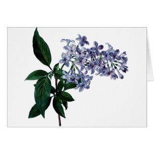 Cartão Lilac Vintage