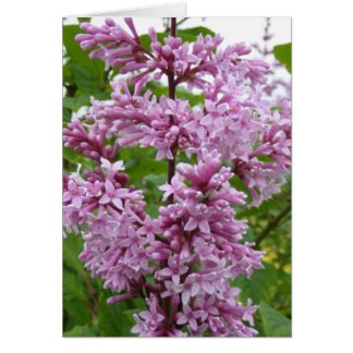 Cartão Lilacs Blooming