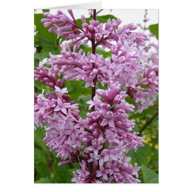 Cartão Lilacs Blooming (Frente)