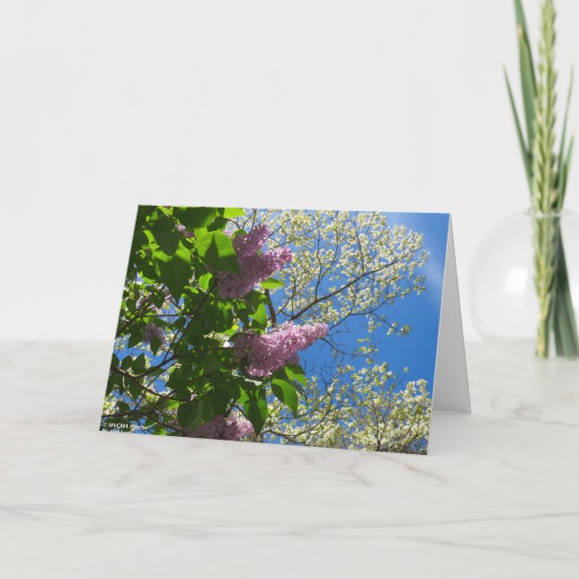 Cartão Lilacs e Cherry Blossoms - Martha's Vineyard (Frente)