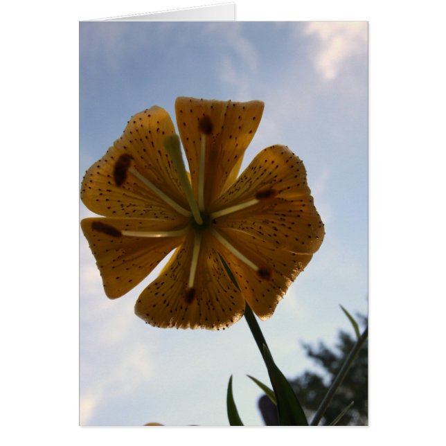 CARTÃO LILLY (Frente)