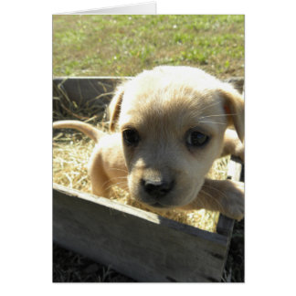 Cartão Lilly em uma caixa