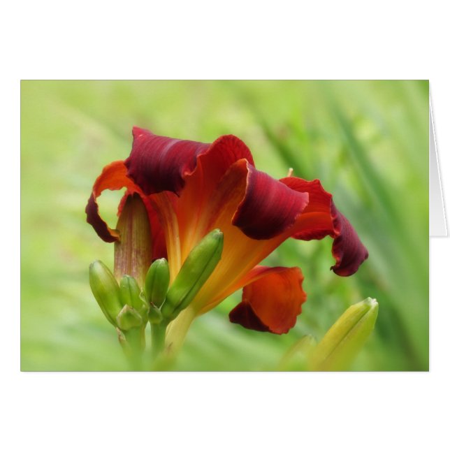 Cartão Lily Back - Daylily (Frente Horizontal)