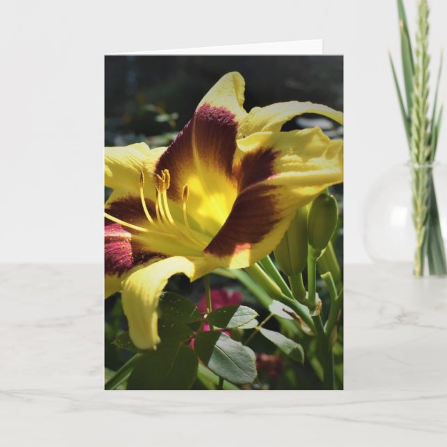 Cartão Lily, carta (Frente)