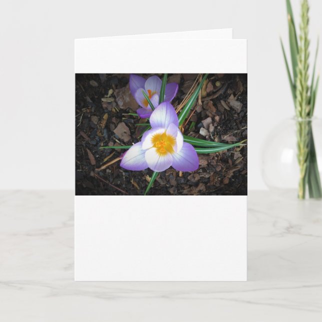 Cartão Lily, carta (Frente)