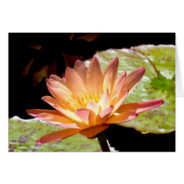 Cartão Lily de Água Laranja (Frente Horizontal)