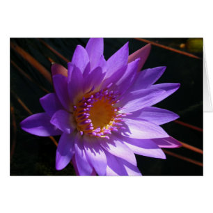 Cartão Lily de água púrpura