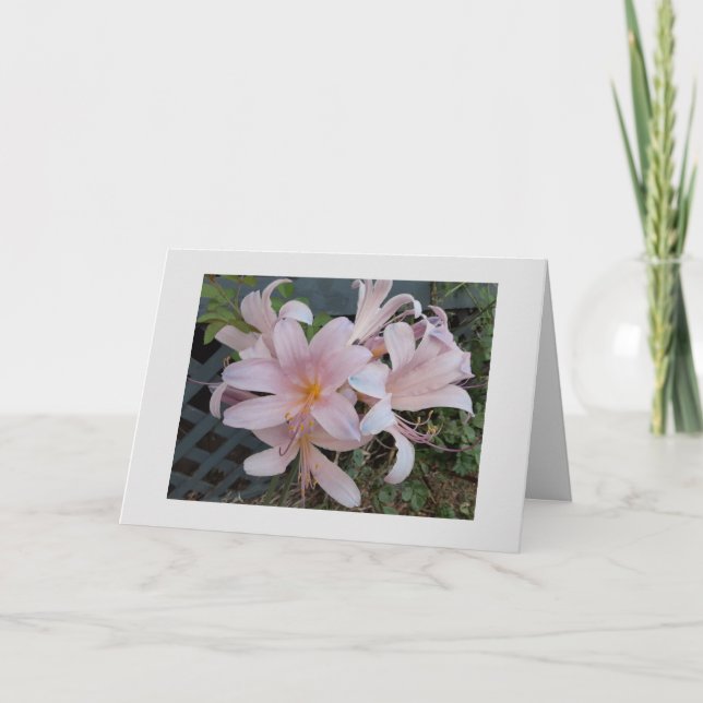 Cartão Lily de ressurreição (Frente)