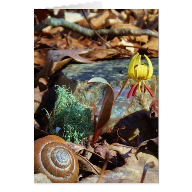 Cartão Lily e Shell com Trutas Amarelas e de Pedra (Frente)