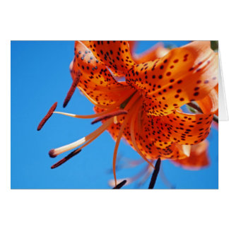 Cartão Lily Leopardo