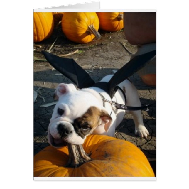 Cartão Lily no Pumpkin Patch (Frente)