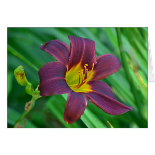 Cartão Lily Notecard