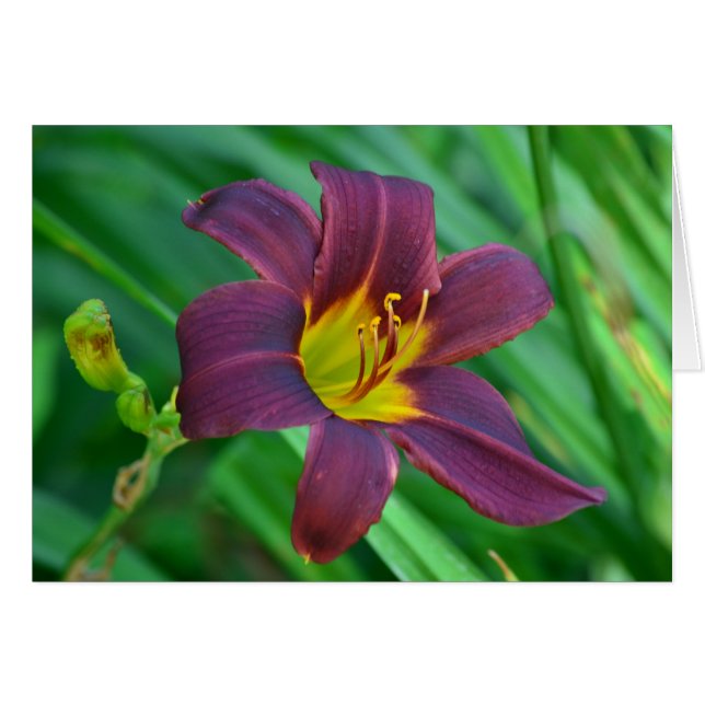 Cartão Lily Notecard (Frente Horizontal)