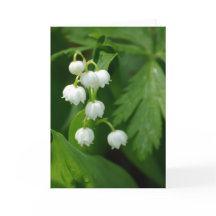 Lily of the Valley Card