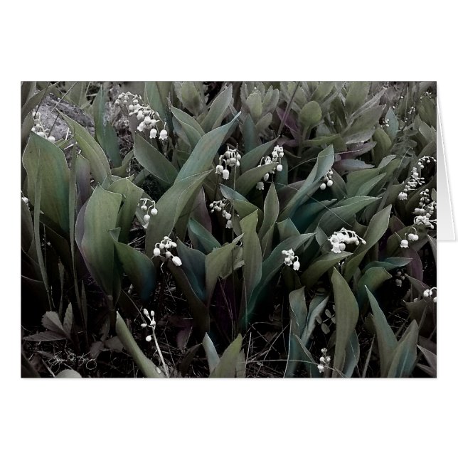 Cartão Lily of the Valley Mindscape 1 (Frente Horizontal)