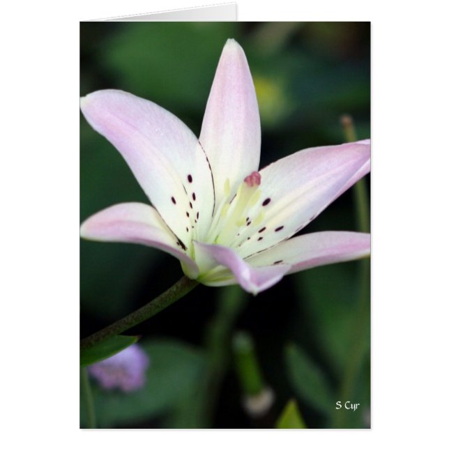 Cartão Lily Rosa, S Cyr (Frente)