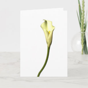 Cartão Lily  Single Calla Lily flower on white background