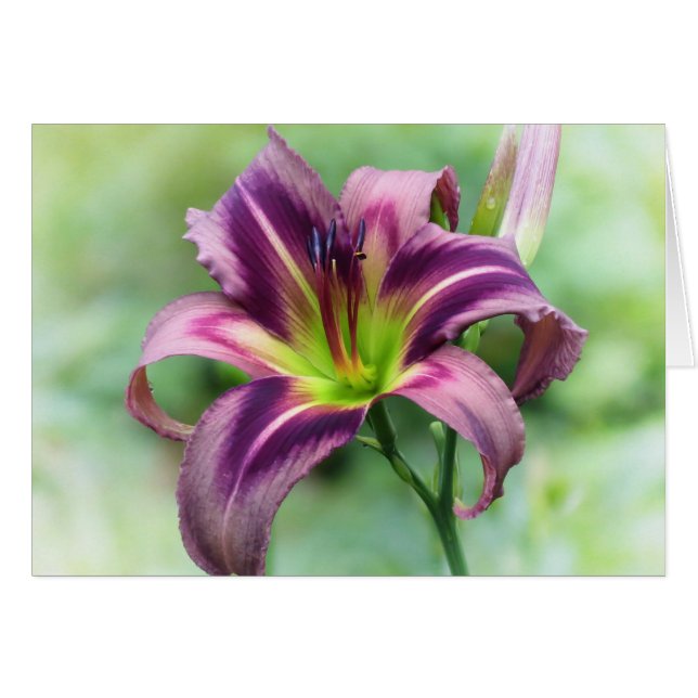 Cartão Lily Star - Daylily (Frente Horizontal)