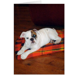 Cartão Lily the English Bulldog Puppy