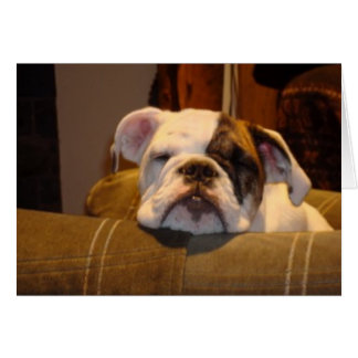 Cartão Lily the English Bulldog Puppy