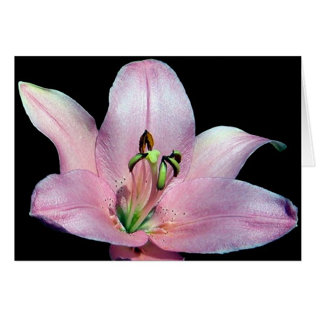 Cartão Lily Tiger em Greve (Frente Horizontal)