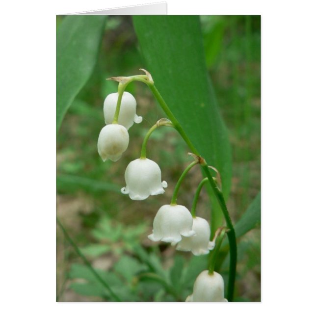 Cartão Lily White Flowers (Frente)