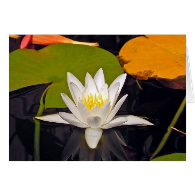 Cartão Lily White Water (Frente Horizontal)