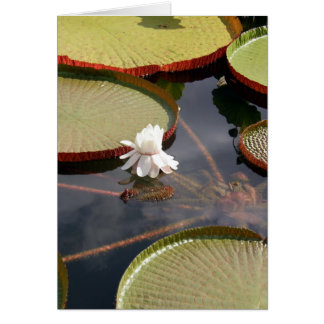 cartão - Lilypads Giant & White Water Lily