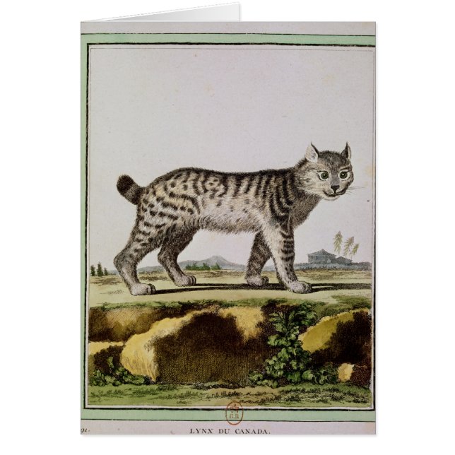 Cartão Lince canadense (Frente)