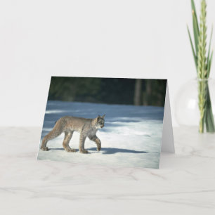Cartão Lince do Canadá sobre neve