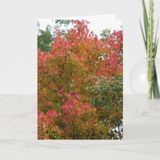 Cartão Linda árvore, beleza de Deus (Frente)