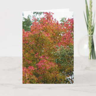 Cartão Linda árvore, beleza de Deus