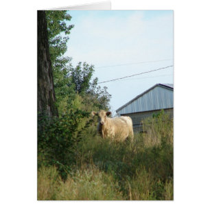 Cartão Linda Bovina