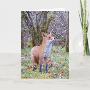 Cartão Linda Cena da Natureza com Raposa Olhando para Cim