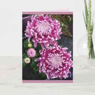 Cartão Linda Flores Rosa Chrysanthemum Floreal Card