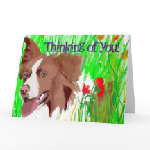 Linda Fronteira que Collie envia amor