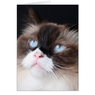 Cartão Linda Gata de Ragdolas