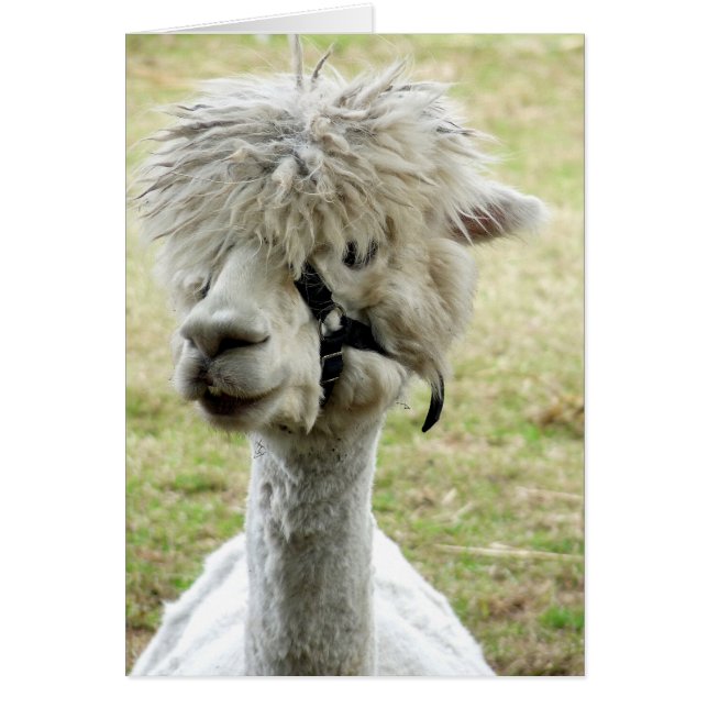 Cartão Linda Llama Branca (Frente)