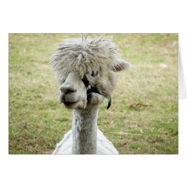 Cartão Linda Llama Branca (Frente Horizontal)