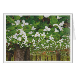 Cartão Linda paisagem canadense Niagara: BAIXO Presente