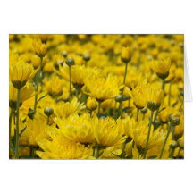Linda Queda Chrysanthemum Foto Floral