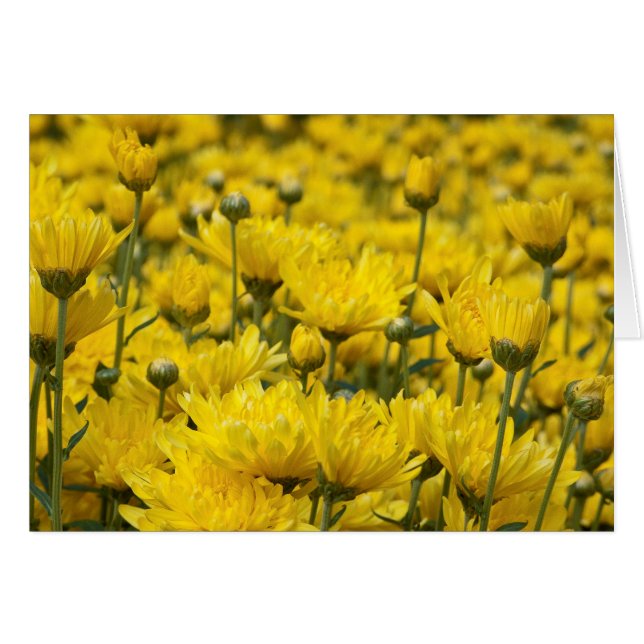 Cartão Linda Queda Chrysanthemum Foto Floral (Frente Horizontal)