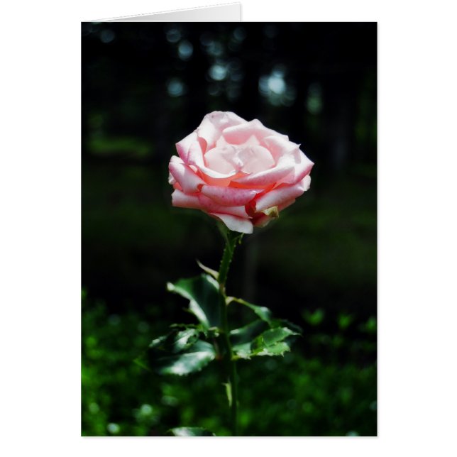 Cartão Linda Rosa Rosa (Frente)