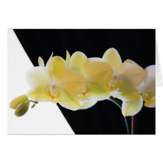 Cartão Lindas Orquídeas da Manhã