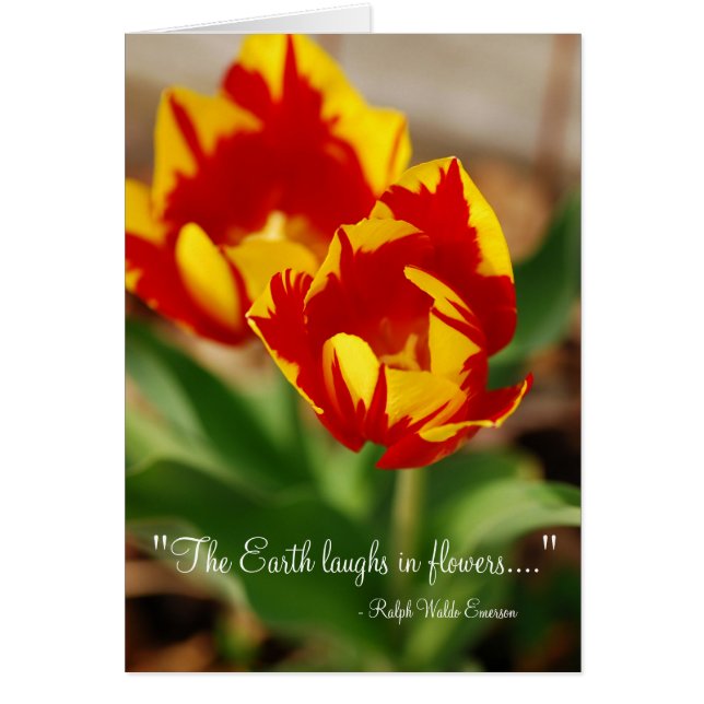 Cartão Lindas Tulipas (Frente)