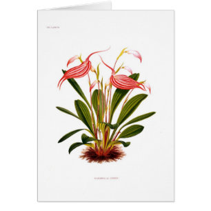 Cartão Lindeni do Masdevallia